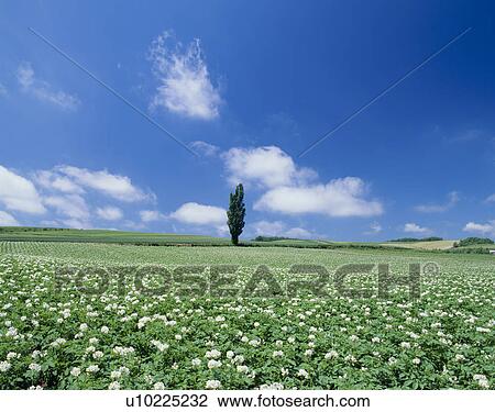 Stock Image - "Single Tree in Potato Field, Hokkaido, Japan". Fotosearch