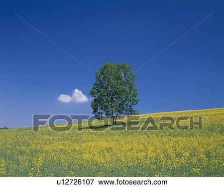 Stock Photo - "Single Tree in Rape Blossoms Field, Hokkaido, Japan". Fotosearch