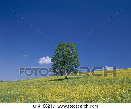 Stock Photo - "Single Tree in Rape Blossoms Field, Hokkaido, Japan". Fotosearch
