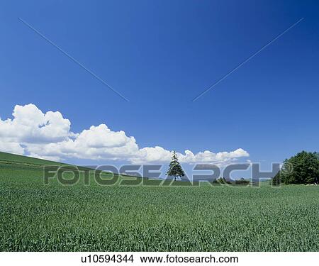 Picture - "Single Tree in Wheat Field, Hokkaido, Japan". Fotosearch