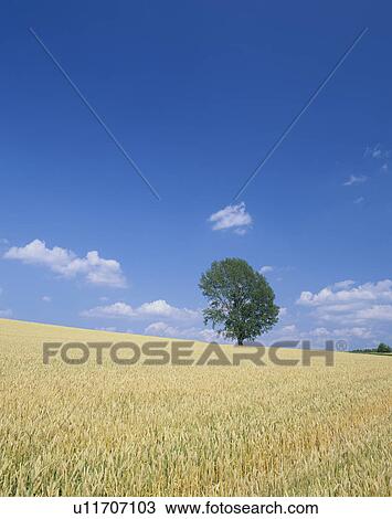 "Single Tree in Wheat Field, Hokkaido, Japan" View Large Photo Image Stock Image - "Single Tree in Wheat Field, Hokkaido, Japan". Fotosearch