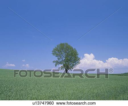 "Single Tree in Wheat Field, Hokkaido, Japan" View Large Photo Image Stock Image - "Single Tree in Wheat Field, Hokkaido, Japan". Fotosearch