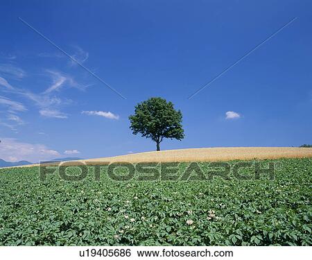 "Single Tree in Wheat Field, Hokkaido, Japan" View Large Photo Image Stock Photograph - "Single Tree in Wheat Field, Hokkaido, Japan". Fotosearch