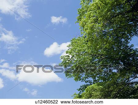"Tree and Blue Sky, Nagano, Japan" View Large Photo Image Stock Image - "Tree and Blue Sky, Nagano, Japan". Fotosearch