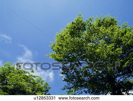 Stock Image - "Tree and Blue Sky, Nagano, Japan". Fotosearch