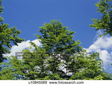 Stock Photo - "Tree and Blue Sky, Nagano, Japan". Fotosearch