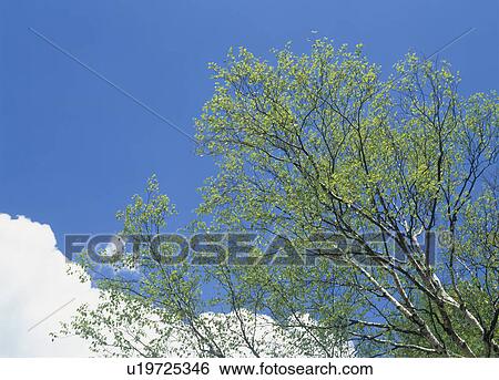 "Tree and Blue Sky, Nagano, Japan" View Large Photo Image Stock Photograph - "Tree and Blue Sky, Nagano, Japan". Fotosearch