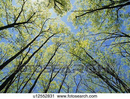 Stock Image - "Tree and Blue Sky, Tochigi, Japan". Fotosearch