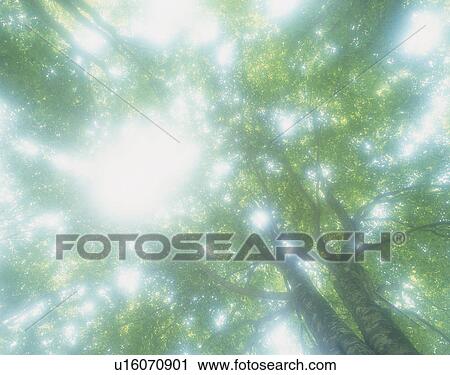 Stock Image - "Tree and Ray, Nagano, Japan". Fotosearch