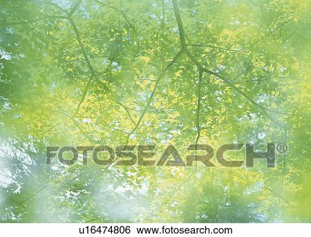 Stock Photograph - "Tree and Ray, Nagano, Japan". Fotosearch