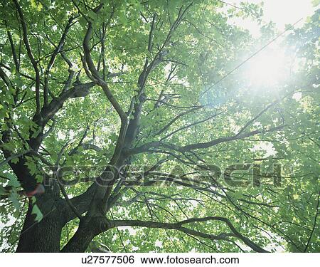 Stock Photograph - "Tree and Ray, Shizuoka, Japan". Fotosearch