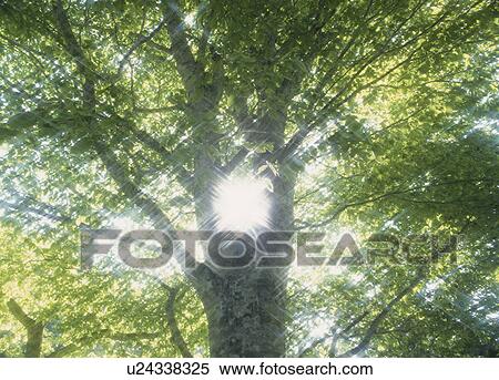 "Tree and Ray, Shizuoka, Japan" View Large Photo Image Stock Photography - "Tree and Ray, Shizuoka, Japan". Fotosearch