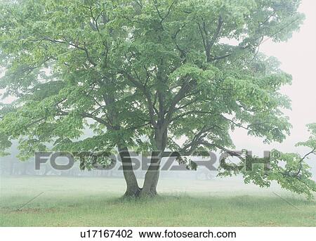 "Tree in Green Field, Aomori, Japan" View Large Photo Image Stock Image - "Tree in Green Field, Aomori, Japan". Fotosearch