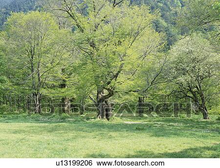 Stock Photograph - "Tree in Green Field, Nagano, Japan". Fotosearch