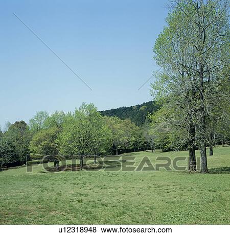 Stock Photo - "Tree on Hill, Shizuoka, Japan". Fotosearch