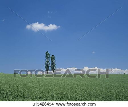 "Two Tree in Green Field, Hokkaido, Japan" View Large Photo Image Picture - "Two Tree in Green Field, Hokkaido, Japan". Fotosearch