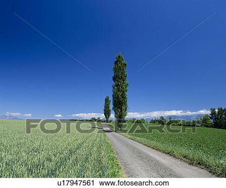 "Two Tree in Green Field, Hokkaido, Japan" View Large Photo Image Stock Image - "Two Tree in Green Field, Hokkaido, Japan". Fotosearch
