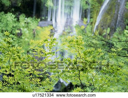 Picture - "Waterfalls and Green Leaves, Yamanashi, Japan". Fotosearch