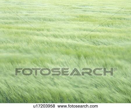 Stock Photo - "Wheat Field, Hokkaido, Japan". Fotosearch