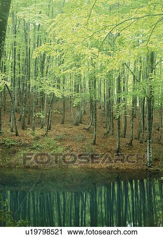 Stock Image - "Woods and Pond, Niigata, Japan". Fotosearch