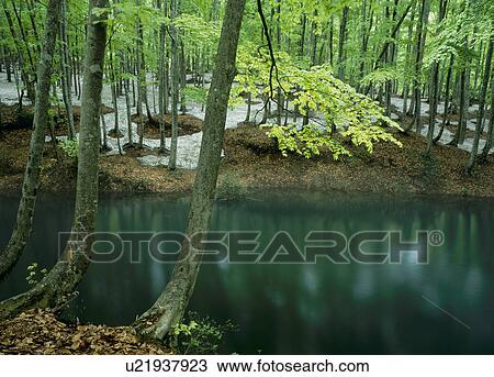 Stock Image - "Woods and Pond, Niigata, Japan". Fotosearch