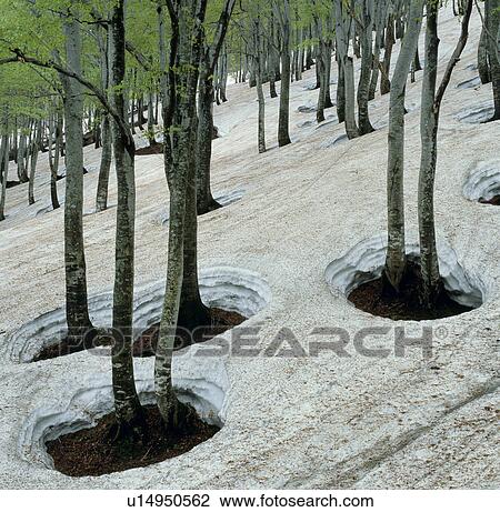 "Woods and Snow, Niigata, Japan" View Large Photo Image Stock Image - "Woods and Snow, Niigata, Japan". Fotosearch