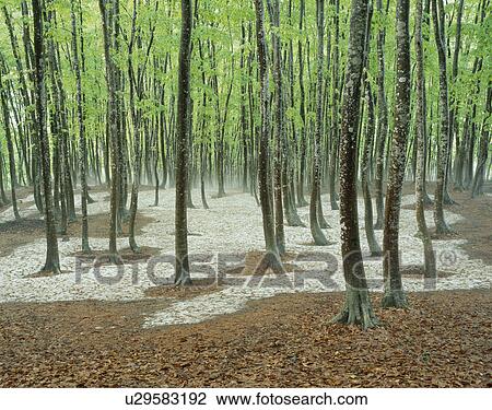 "Woods and Snow, Niigata, Japan" View Large Photo Image Stock Image - "Woods and Snow, Niigata, Japan". Fotosearch
