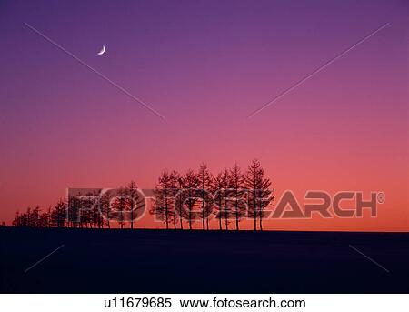 Stock Photography - "Woods in Morning Glow, Hokkaido, Japan". Fotosearch