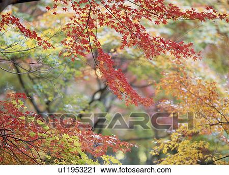Stock Image - "Autumn Leaves, Aichi, Japan". Fotosearch