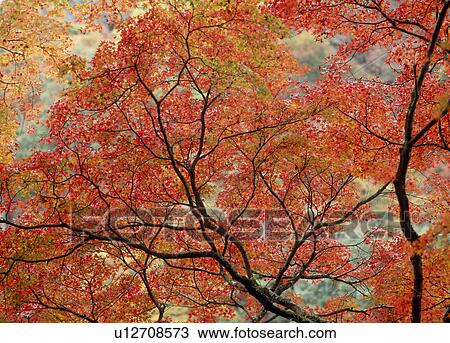 Stock Image - "Autumn Leaves, Aichi, Japan". Fotosearch
