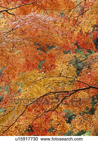 "Autumn Leaves, Aichi, Japan" View Large Photo Image Stock Image - "Autumn Leaves, Aichi, Japan". Fotosearch