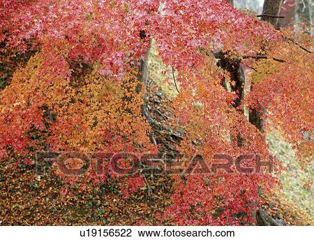Stock Image - "Autumn Leaves, Aichi, Japan". Fotosearch