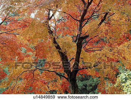 Stock Photo - "Autumn Leaves, Aichi, Japan". Fotosearch