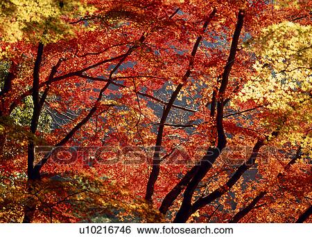 Stock Photograph - "Autumn Leaves, Aichi, Japan". Fotosearch