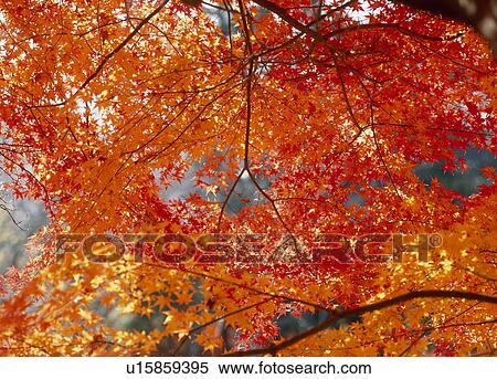 Stock Photography - "Autumn Leaves, Aichi, Japan". Fotosearch