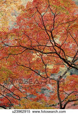 Stock Photography - "Autumn Leaves, Aichi, Japan". Fotosearch