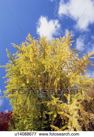 "Autumn Leaves And Blue Sky, Kyoto, Japan" View Large Photo Image Stock Photo - "Autumn Leaves And Blue Sky, Kyoto, Japan". Fotosearch