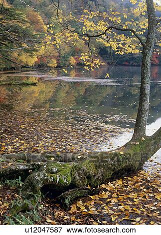 "Autumn Leaves And Lake, Tochigi, Japan" View Large Photo Image Stock Photo - "Autumn Leaves And Lake, Tochigi, Japan". Fotosearch