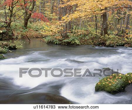 Stock Image - "Autumn Leaves And Mountain Stream, Aomori, Japan". Fotosearch