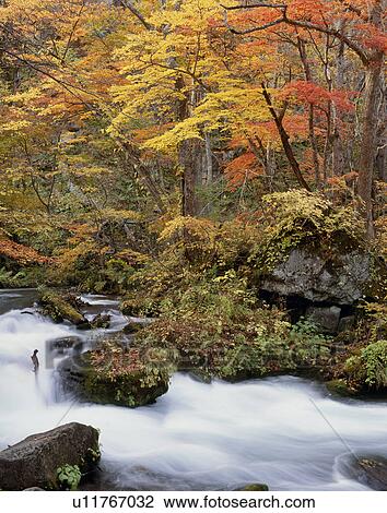 Stock Image - "Autumn Leaves And Mountain Stream, Aomori, Japan". Fotosearch