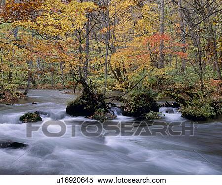 Stock Photography - "Autumn Leaves And Mountain Stream, Aomori, Japan". Fotosearch