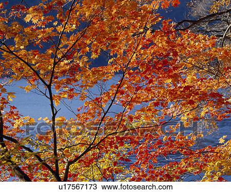 Stock Image - "Autumn Leaves And Pond, Nagano, Japan". Fotosearch