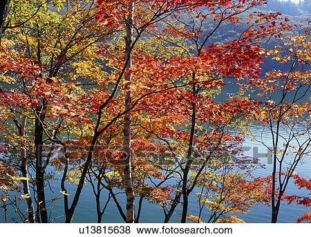Stock Photo - "Autumn Leaves And Pond, Nagano, Japan". Fotosearch