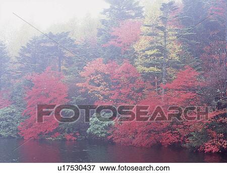 Stock Photo - "Autumn Leaves And Pond, Nagano, Japan". Fotosearch