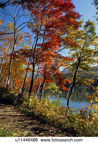 "Autumn Leaves And Pond, Nagano, Japan" View Large Photo Image Stock Photograph - "Autumn Leaves And Pond, Nagano, Japan". Fotosearch