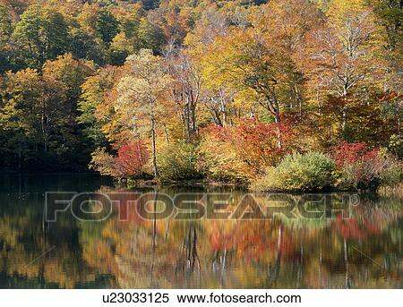 "Autumn Leaves And Pond, Nagano, Japan" View Large Photo Image Stock Photography - "Autumn Leaves And Pond, Nagano, Japan". Fotosearch