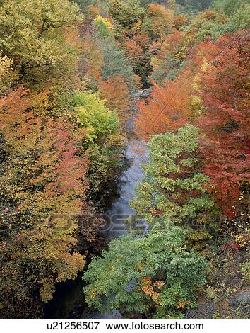"Autumn Leaves And River, Akita, Japan" View Large Photo Image Stock Photo - "Autumn Leaves And River, Akita, Japan". Fotosearch