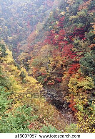 "Autumn Leaves And River, Wakayama, Japan" View Large Photo Image Stock Photo - "Autumn Leaves And River, Wakayama, Japan". Fotosearch