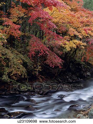 Stock Photo - "Autumn Leaves And Stream, Iwate, Japan". Fotosearch