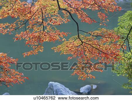 Stock Image - "Autumn Leaves And Water, Aichi, Japan". Fotosearch